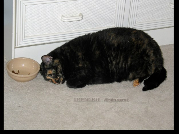 Lunch time MS BITZIMG_2039_2