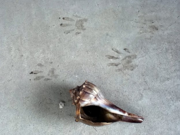 the letter Q sooc quandary