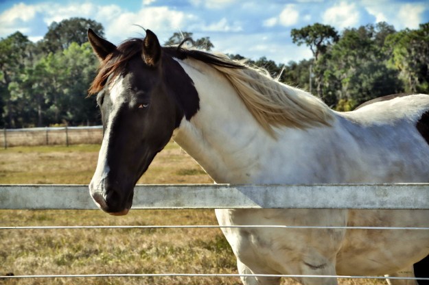 Rural 2 Mare w blue eye1