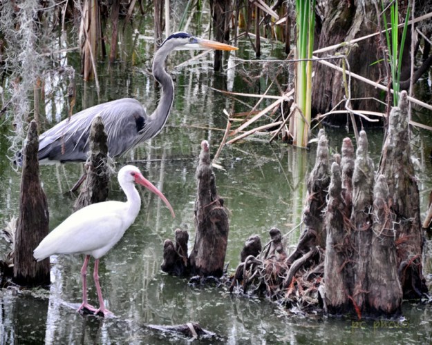 **WHITE IBIS and Great Blue HERON