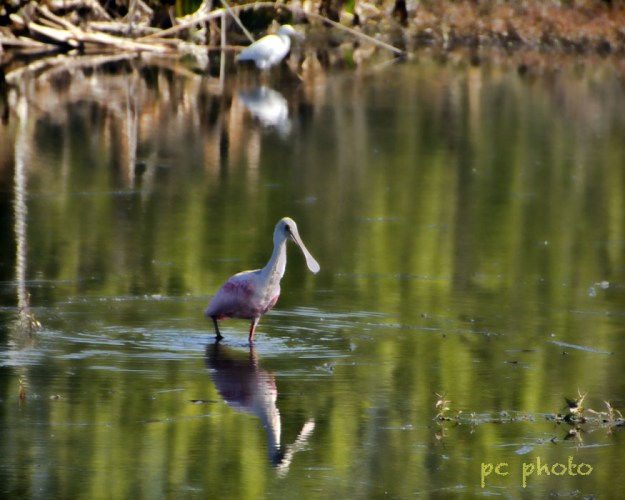 1 spoonbill  w: high pass1