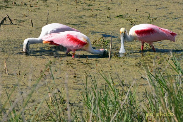 3 spoonbills #3  w: high pass1