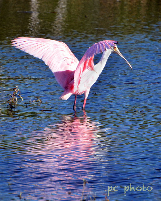 spoonbill spread wings  w: high pass1