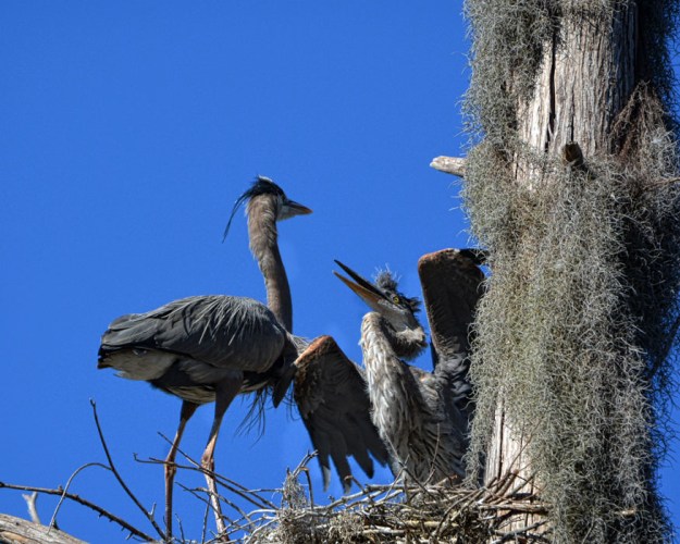spring nesting baby heron
