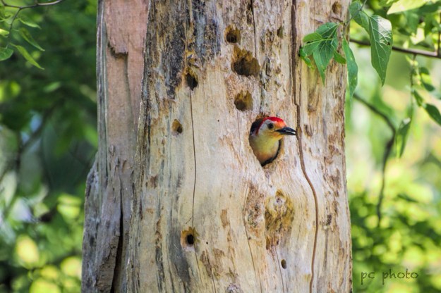 Clarity Red-Bellied Woodpecker