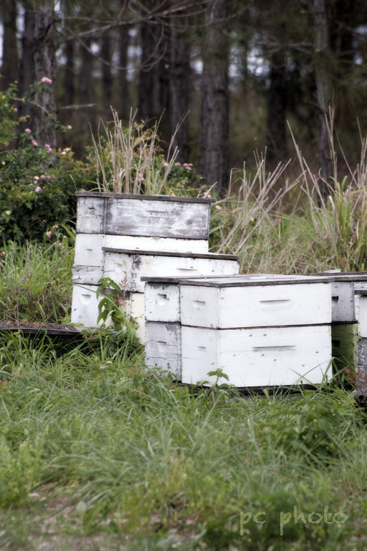 Countryside  : Bee Hives1