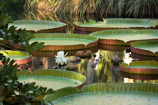 Containers African waterlily 2  1