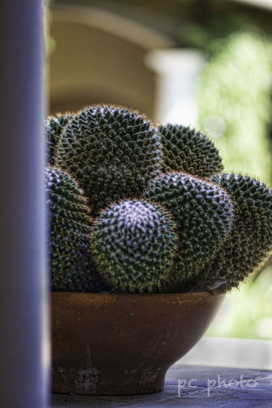 Curves - Bowl of Cactus