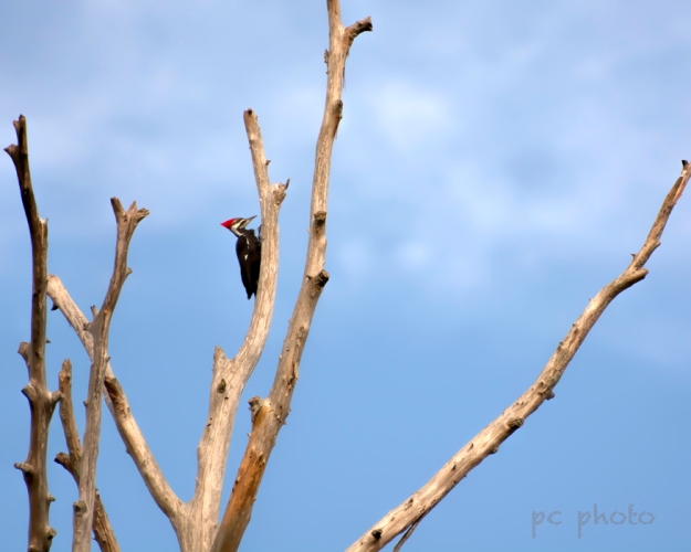Barren Pileated woodpecker1