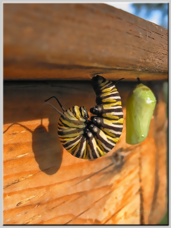 monarch chrysalis  2 border1