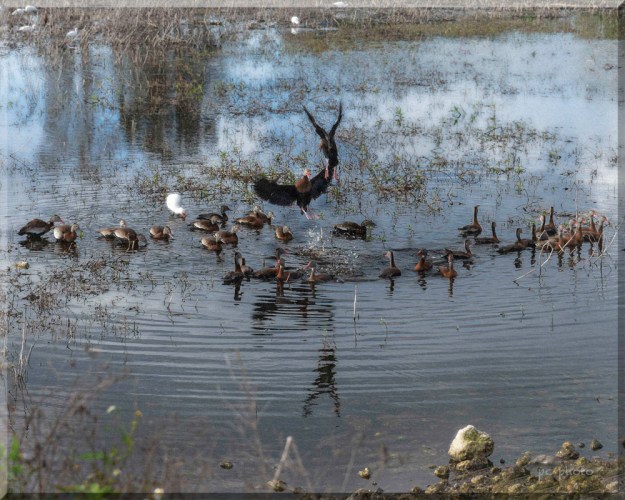 blk bellied whistling duck turf war 2  -268 1