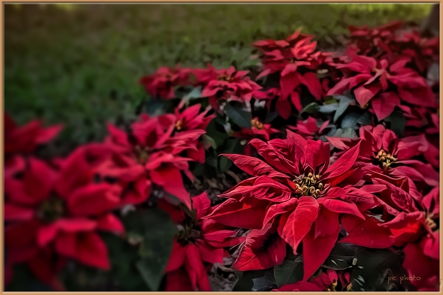 Red Christmas Flower_backyard1