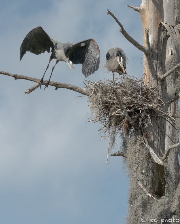 3  Great Blue Herons changing of the guard at the nest #3-1476-2