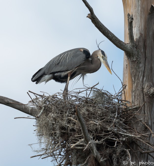 4  Great Blue Heron in nest breeding feathers #4-1528-3