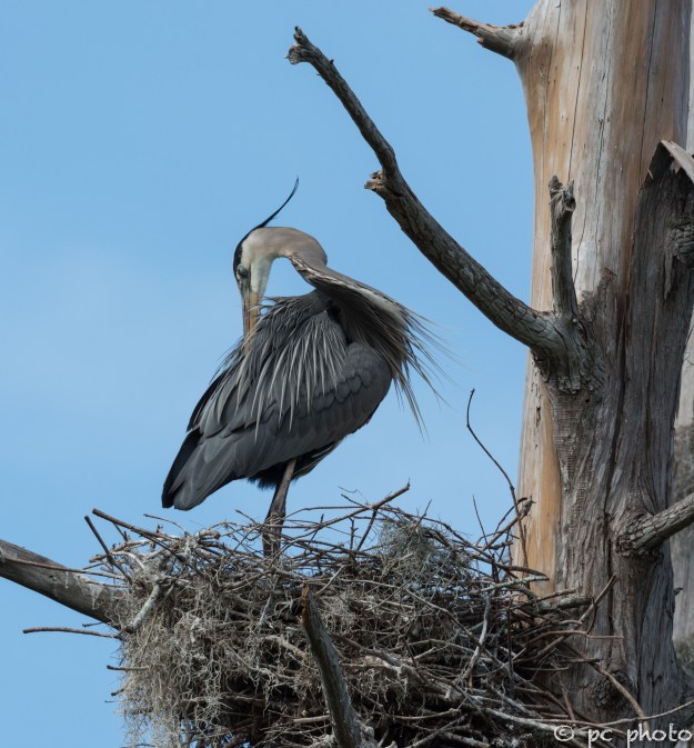 5   Great Blue Heron in nest preening breeding feathers #5-1515
