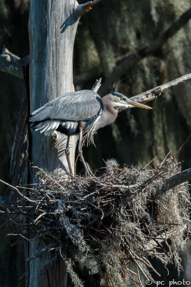 Great Blue Heron 1 chick first look-1749-2