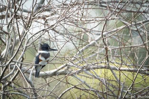 Female-Belted-Kingfisher-1605
