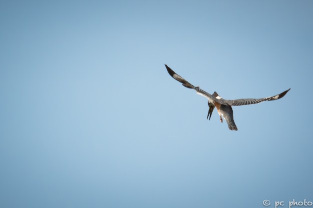 Female-Belted-Kingfisher-hovering-1622