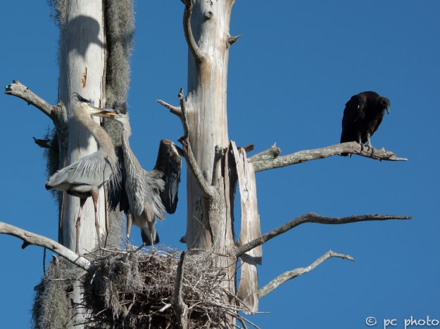 GBH chick 2mos  DSC_3388