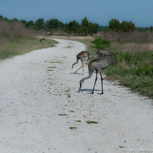 sandhill-crane-family-single-colt---8247
