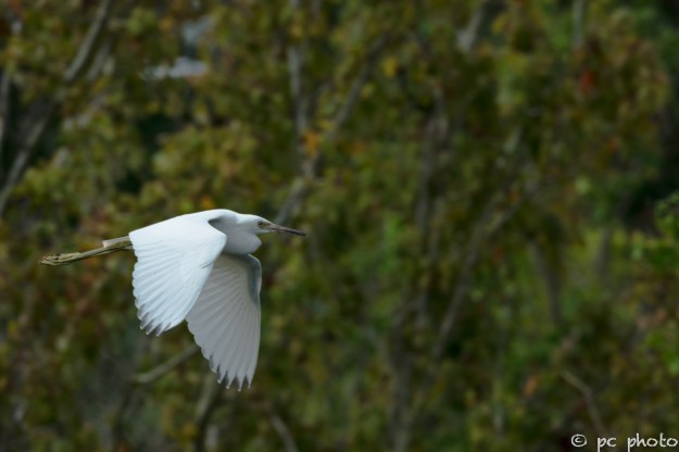 Bif-／-good-#5-5149