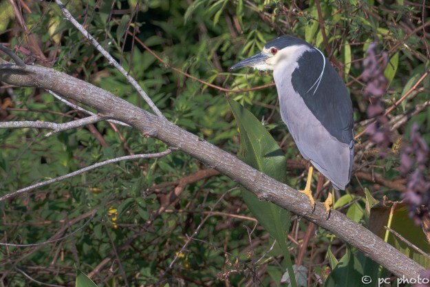 Black-Crown-Night-Heron-0009833