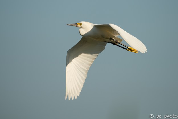 Snowy-Egret-in-flight-sooc-0009816-2