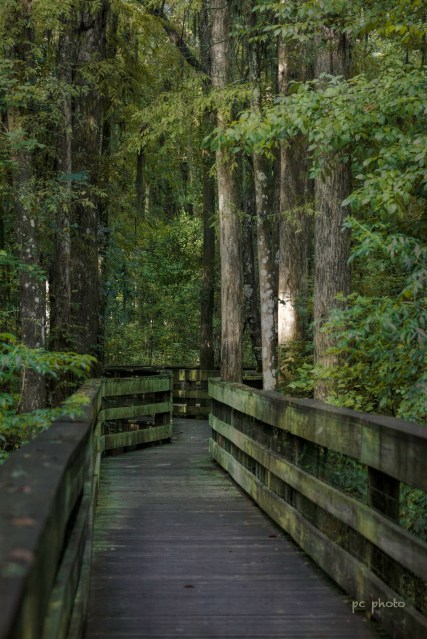 boardwalk _ texture1