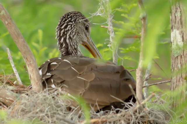1 - sitting on nest-9309