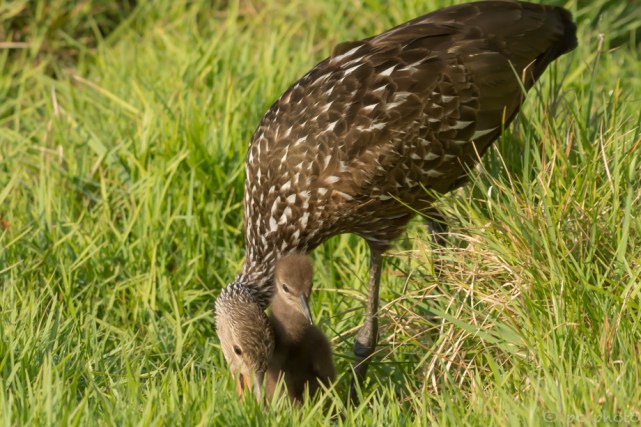 10 - safe on the other side of the marsh _DSC4512-2