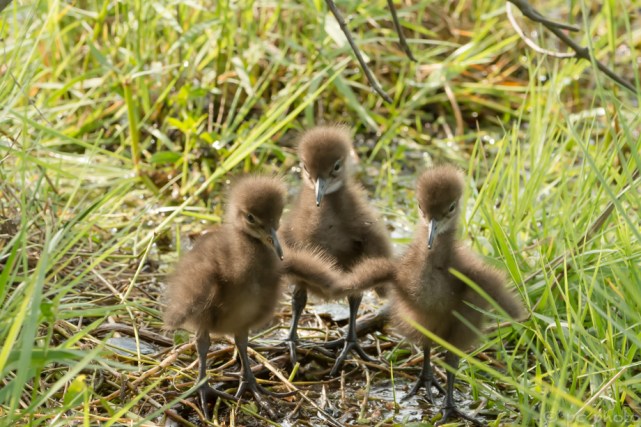 5 - 3 amigos _DSC3995