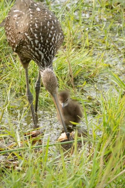 6 - adult feeding apple snail to chick _DSC4004
