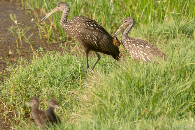 7 -  time to cross the marsh - follow us_DSC4538-2