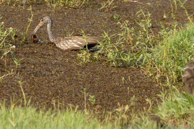 8 - follow me _DSC4541