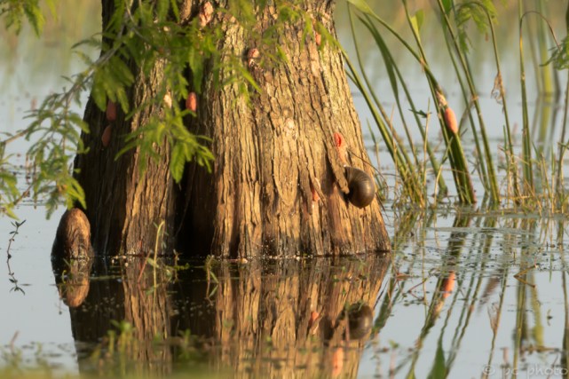 apple snail laying eggs-4765