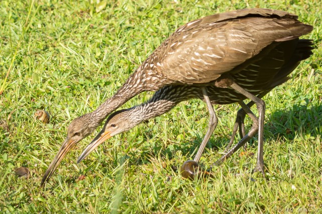 classic limpkin position 6 wks-7510