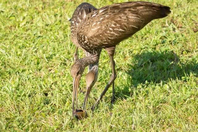 limpkin chick 6wks being fed 2-7478