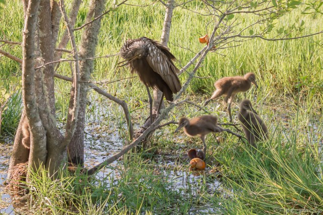 limpkin chicks 2wks after 5＂ rain pin feathers beginning to show-5089