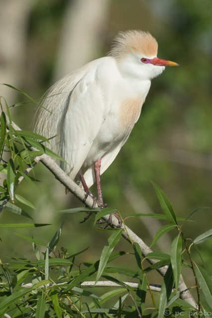 ****CATTLE egret breeding plummage head feathers up＊-2640
