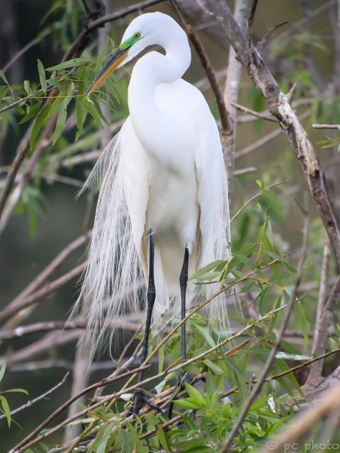 ****GREAT EGRET BREEDING FEATHERS／ GREEN LORE／ PHONESCOPE-9654
