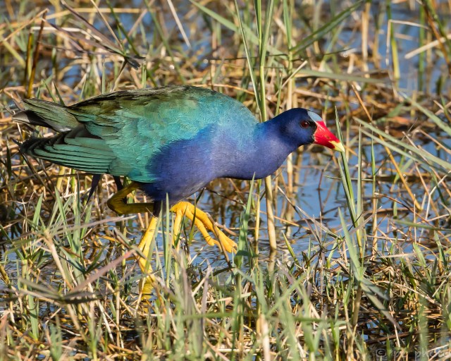 ****PURPLE GALLINULE-2488 copy