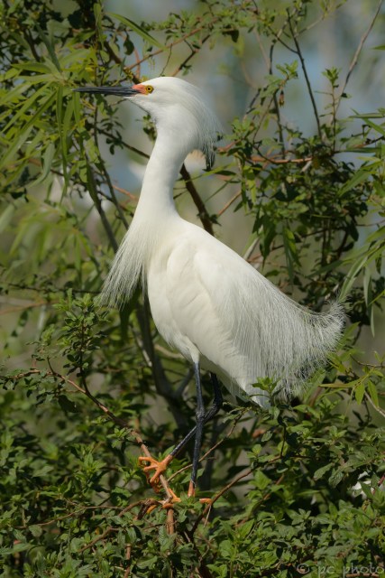 ****SNOWY EGRET WITH BREEDING FEATHERS AND COLORS-2274