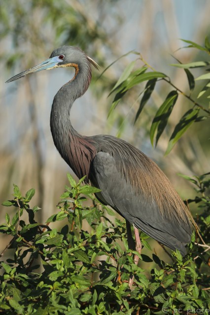 ****tri color heron breeding eye 2-2557