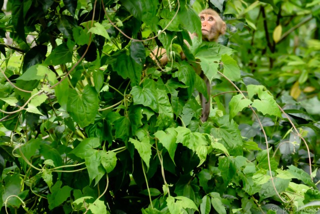 1 Rhesus Monkey Silver Sp St Pk-6360