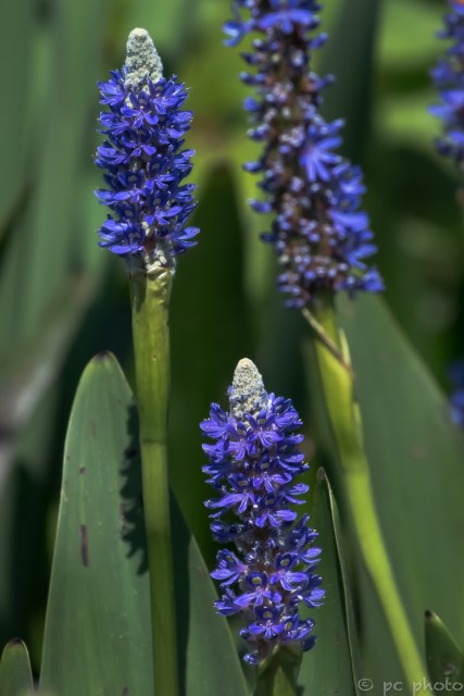 3 macro with super zoom 2-5363