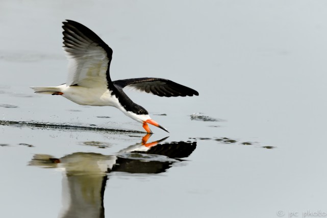 Black Skimmer