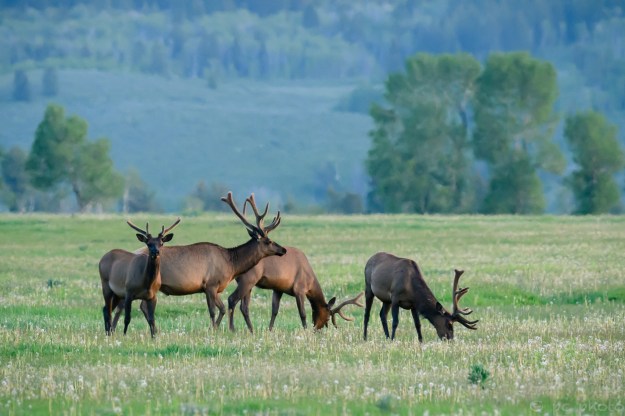 Bull elk grazing before sunset